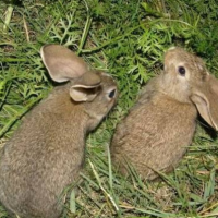 兔子活体大